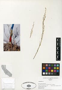 Herbarium sheet of SDSU 22227